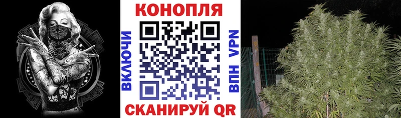 Бошки марихуана сатива  Зеленокумск 